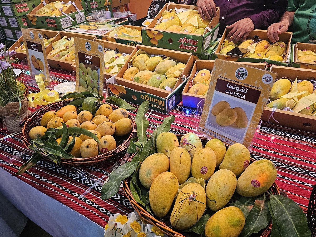 UAE：超过35种当地种植的芒果，在Khorfakkan节日上售价为迪拉姆15元以上